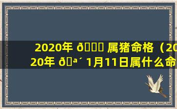 2020年 🐝 属猪命格（2020年 🪴 1月11日属什么命格）